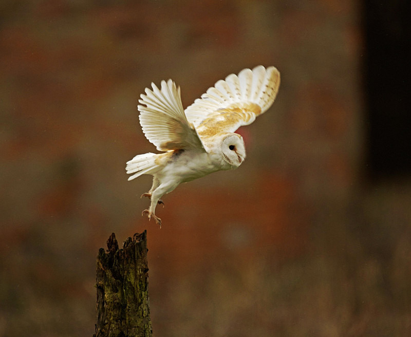 Barn Owl in flight - Barn Owls