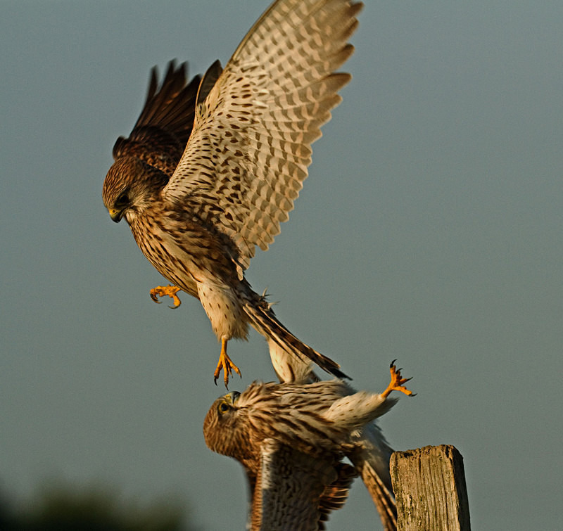 Two kestrels fighting - Kestrels