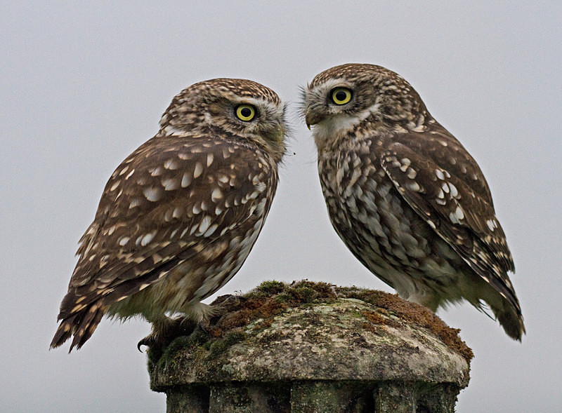  - Little Owls