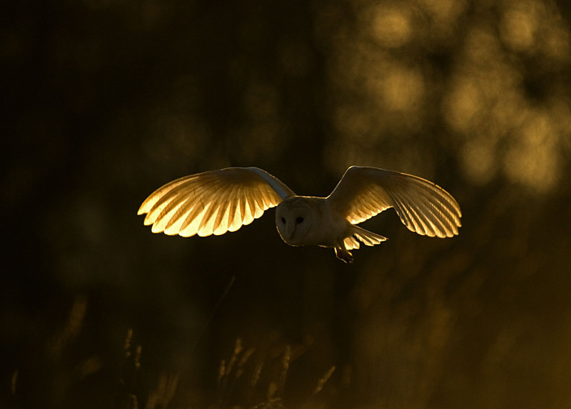 Barn Owl in flight - Barn Owls