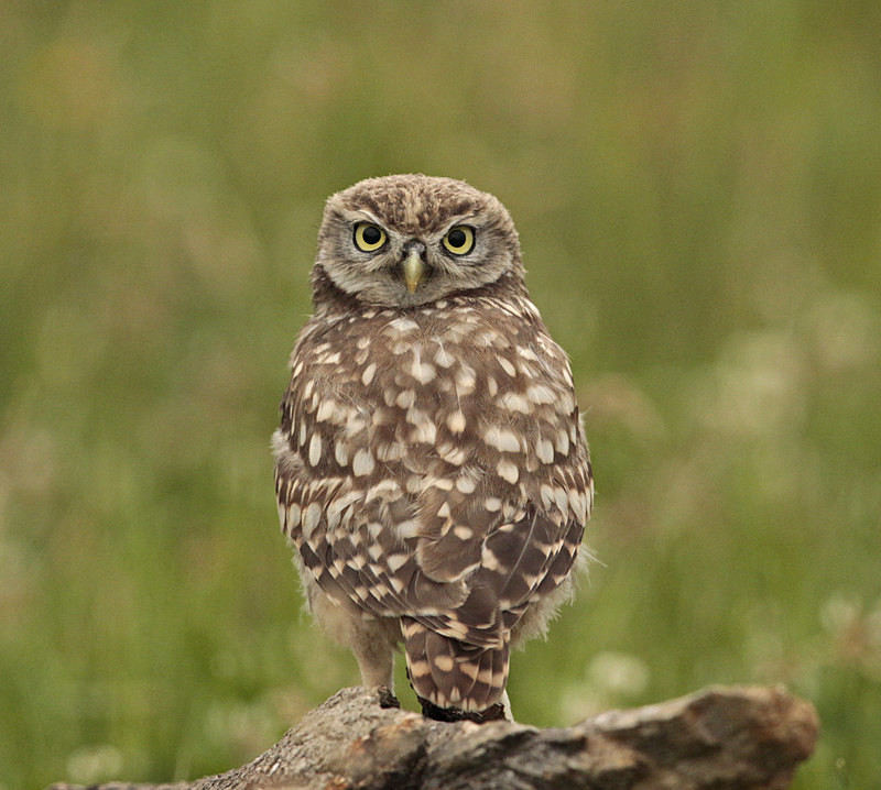  - Little Owls