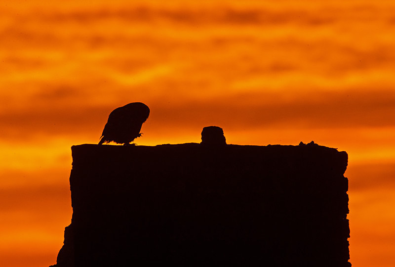 - Little Owls