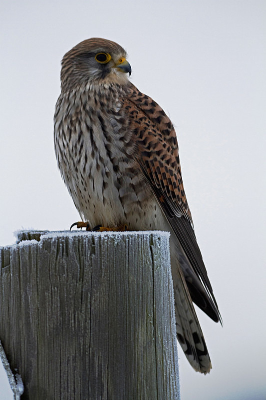 Kestrel perched on a post at Stow Maries Aerodrome wildlife photography Russell Savory