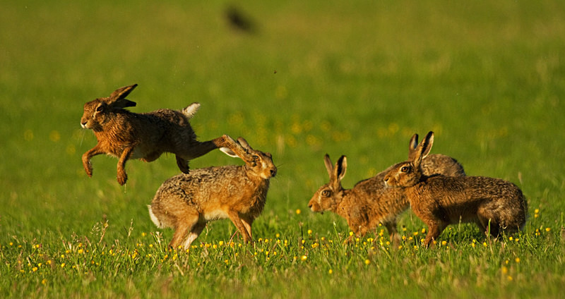  - Hares
