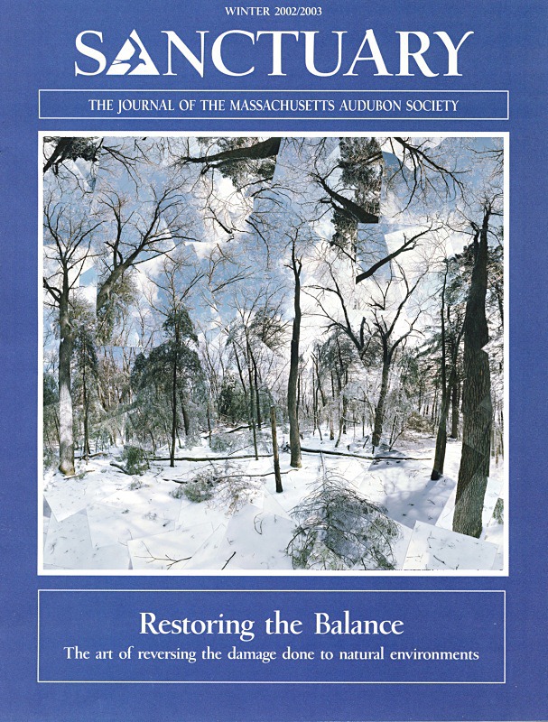 Cracking, Walden Woods on Sanctuary cover - Walden and Cape Cod