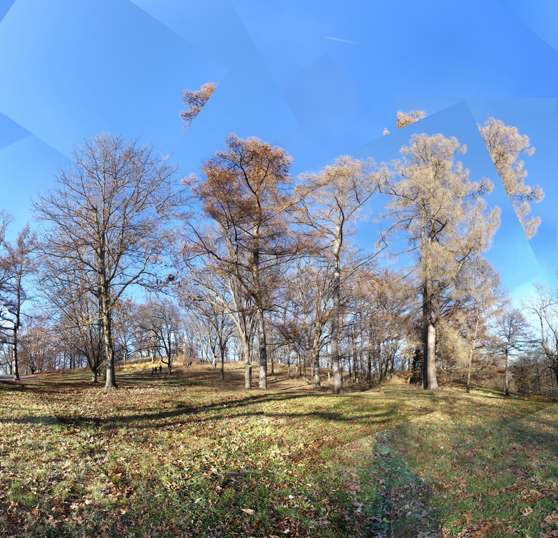 November 2019 - Arnold Arb - Title: The Larch Brothers - New England Woods