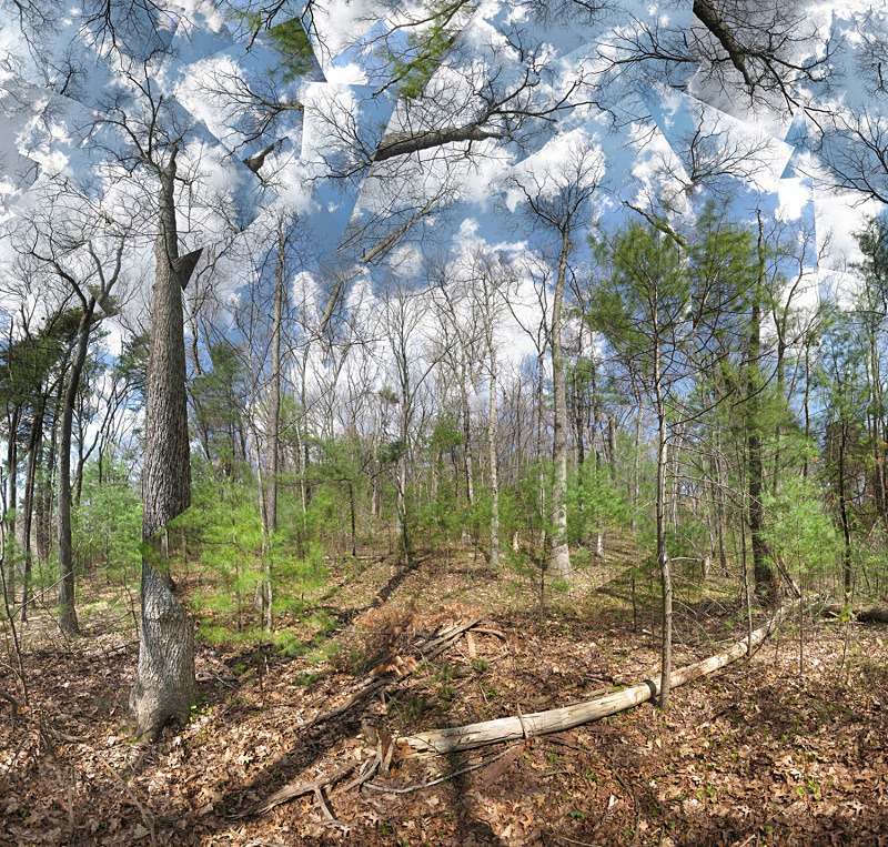 Lucid - Walden Woods ( Spring - Walden Pond State Reservation)