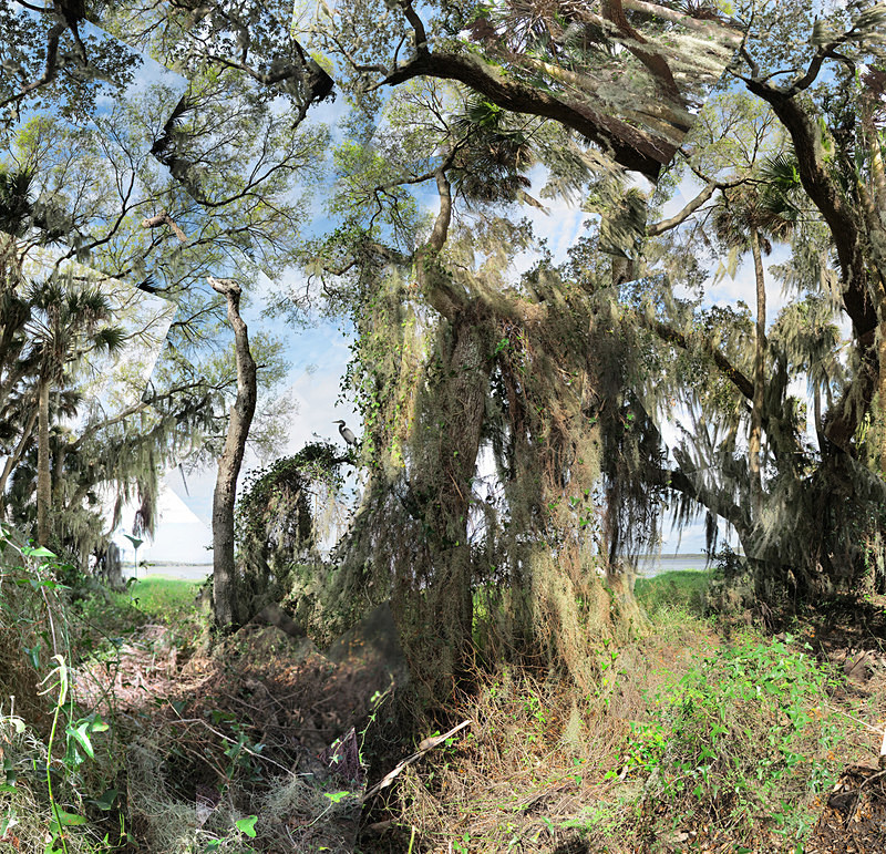 Heron, Myakka River - Florida