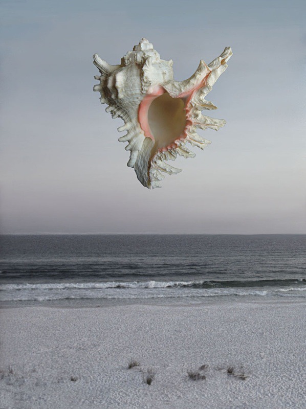 Destin - Ocean Shell