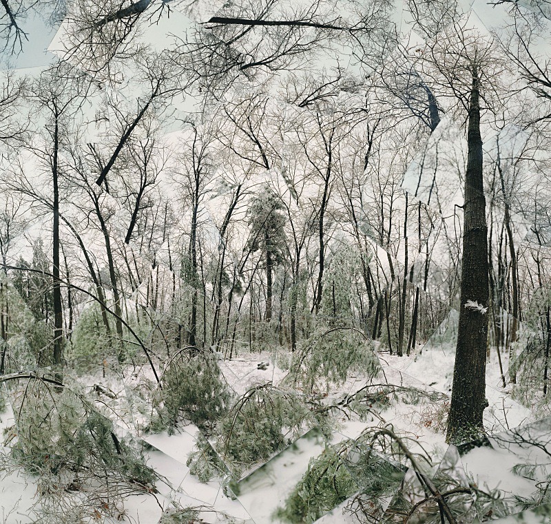 Still Standing (Walden Woods Winter) - Walden and Cape Cod