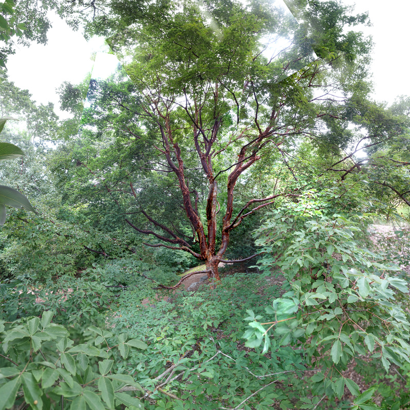 August 2020 - Arnold Arboretum - Title: Eden - New England Woods