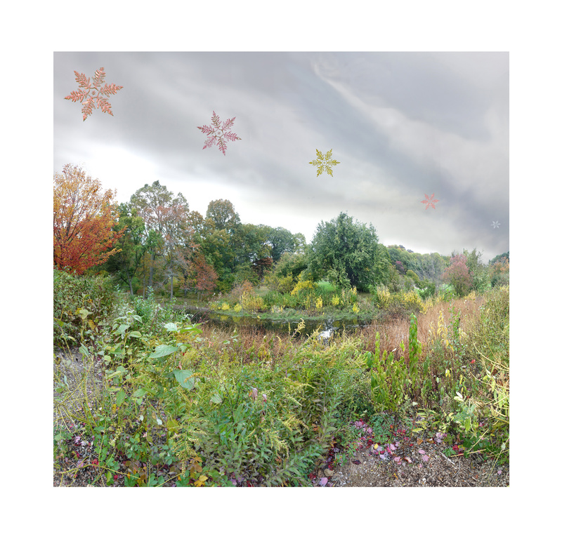 October 2019 - Arnold Arboretum - Title: Fade to Grey - New England Woods