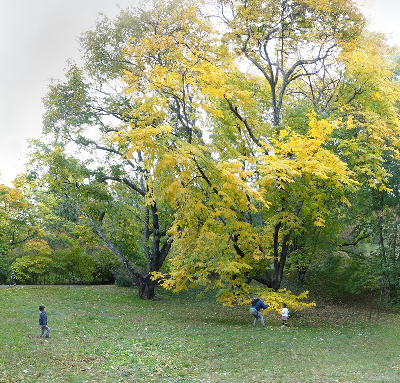 October 2019 - Arnold Arboretum - Title: Tree Play (close up) - New England Woods