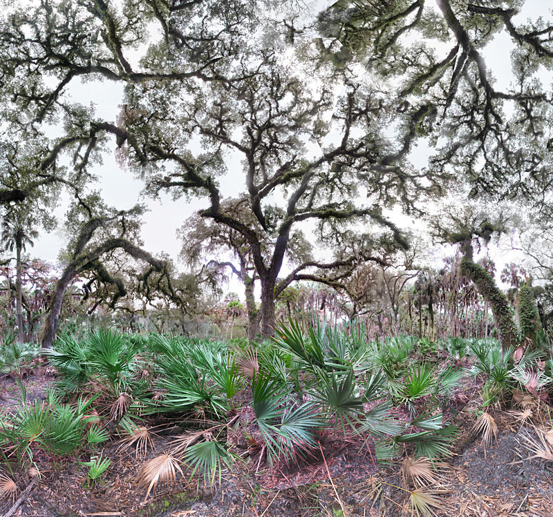 Myakka Palms - Florida