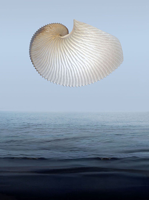 Argonaut - Ocean Shell