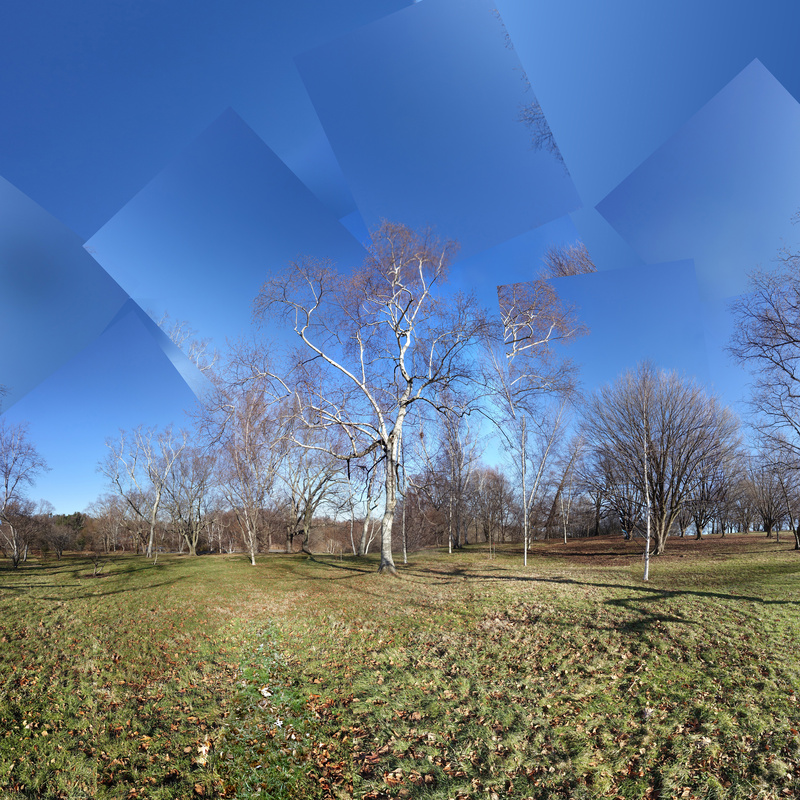 December 2019 - Arnold Arboretum - Title:  White Lines, No Words - New England Woods
