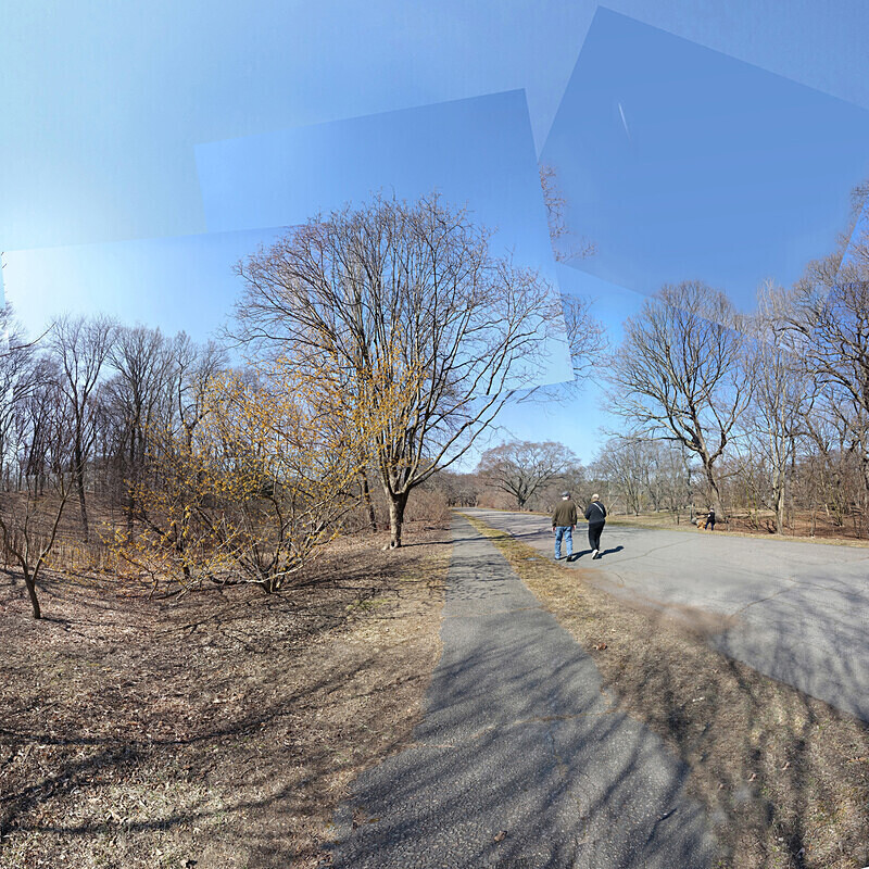March 2020 - Arnold Arboretum - Title: Just a walk - New England Woods