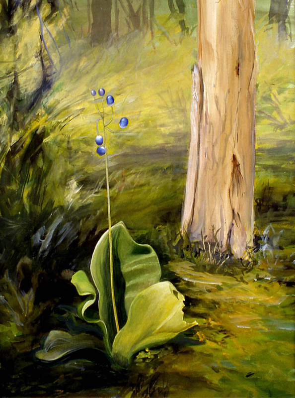 Orchid -Newfoundland - Botanicals & variations