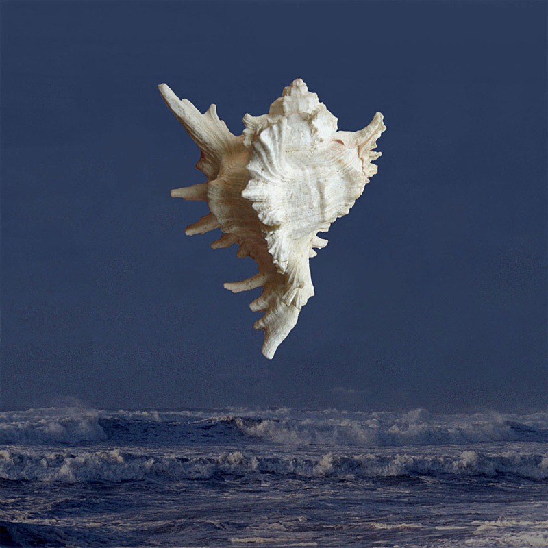 Night Dancer - Ocean Shell