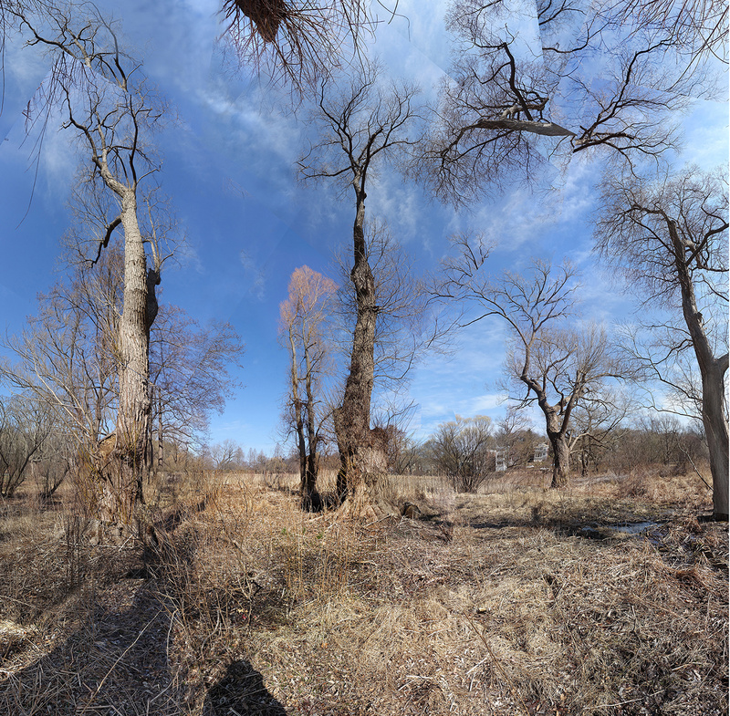 March 2020 - Arnold Arboretum - Title: Meeting a friend. - New England Woods