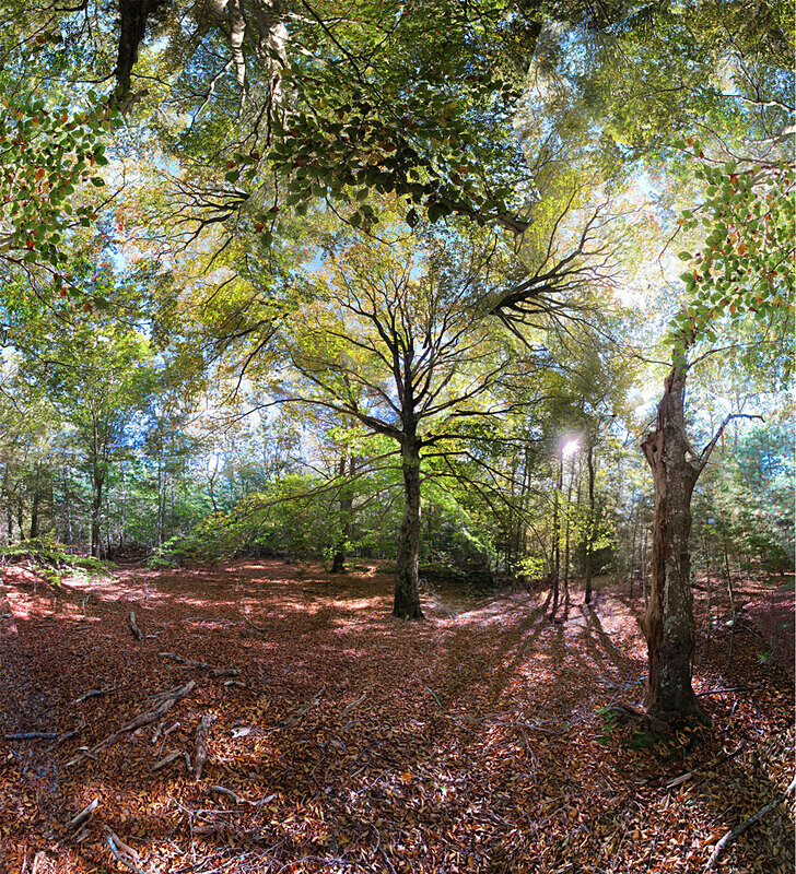 Beebe Woods, Falmouth - Magic Wand - Coastal - Sites in New England