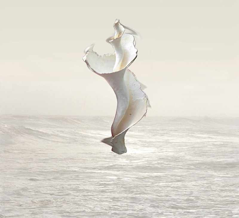 Isadora  - Ocean Shell
