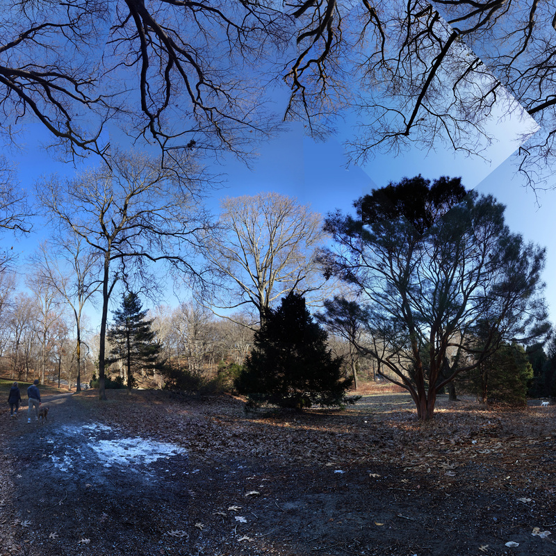 January 2020 -Arnold Arboretum - Title: Deeper Dusk - New England Woods