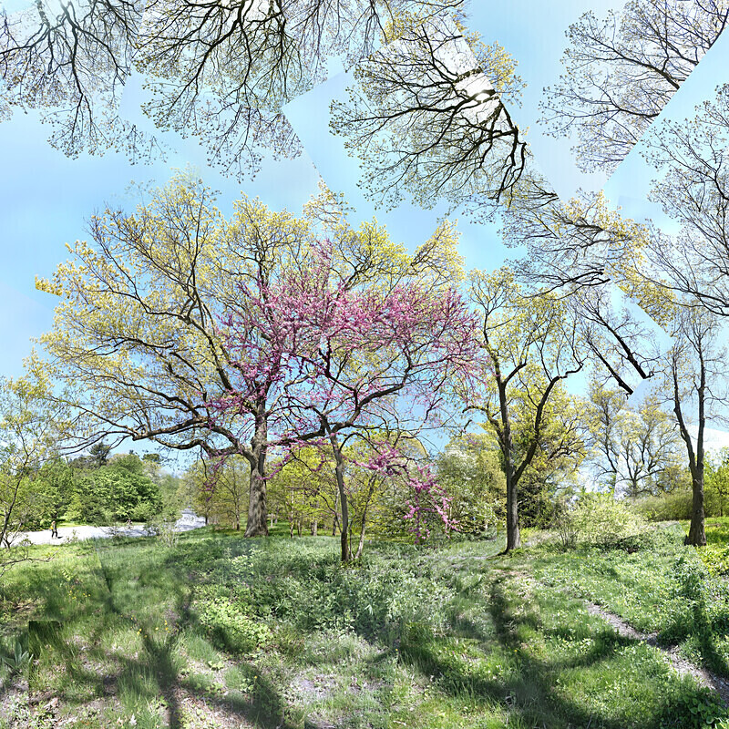 May 2020 - Arnold Arboretum  -Title: Spring has never failed me yet - New England Woods