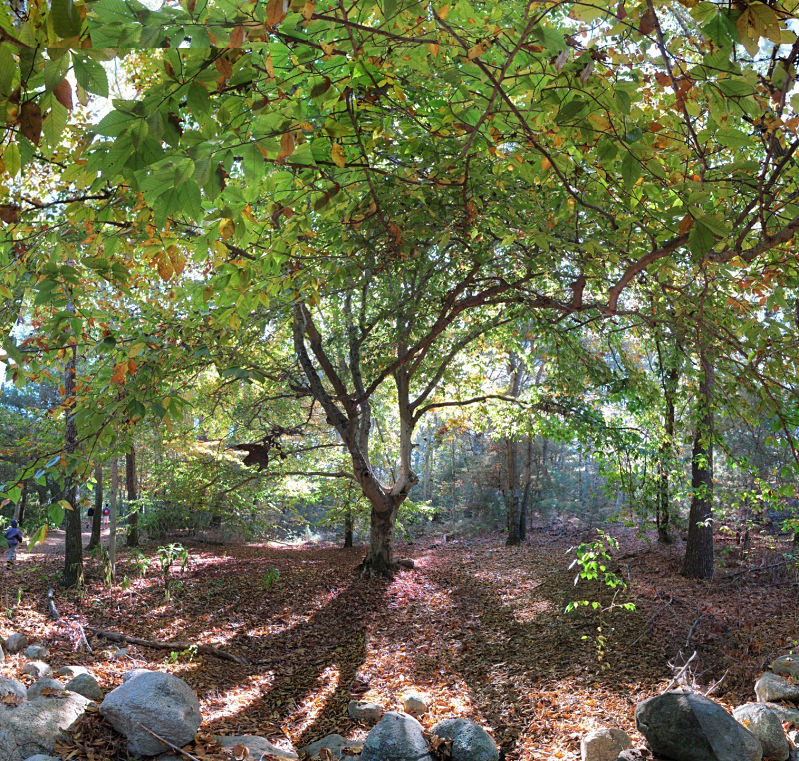 Fairy Light, Beebe Woods - Falmouth - New England Woods