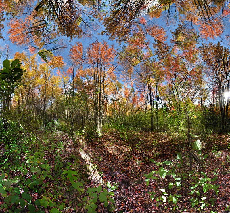 In the woods - Fruitlands - Fruitlands