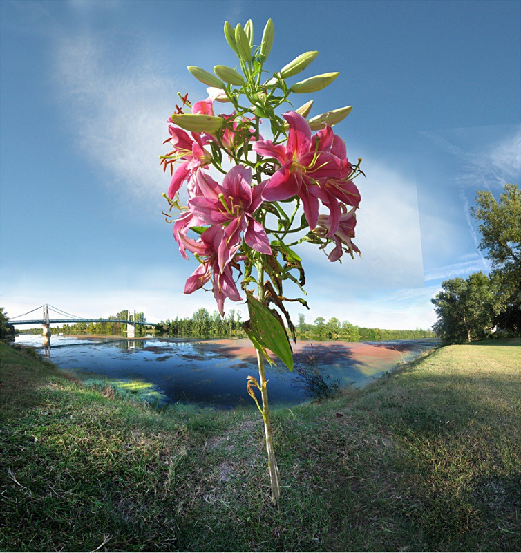 La fleur de Garonne - Auvillar France