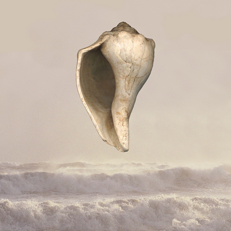 Listen - Ocean Shell