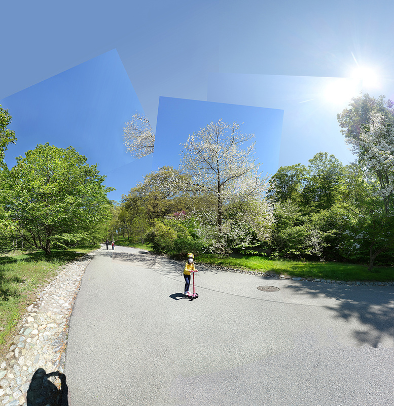 May 2020 - Arnold Arboretum - Title: Sprite - New England Woods