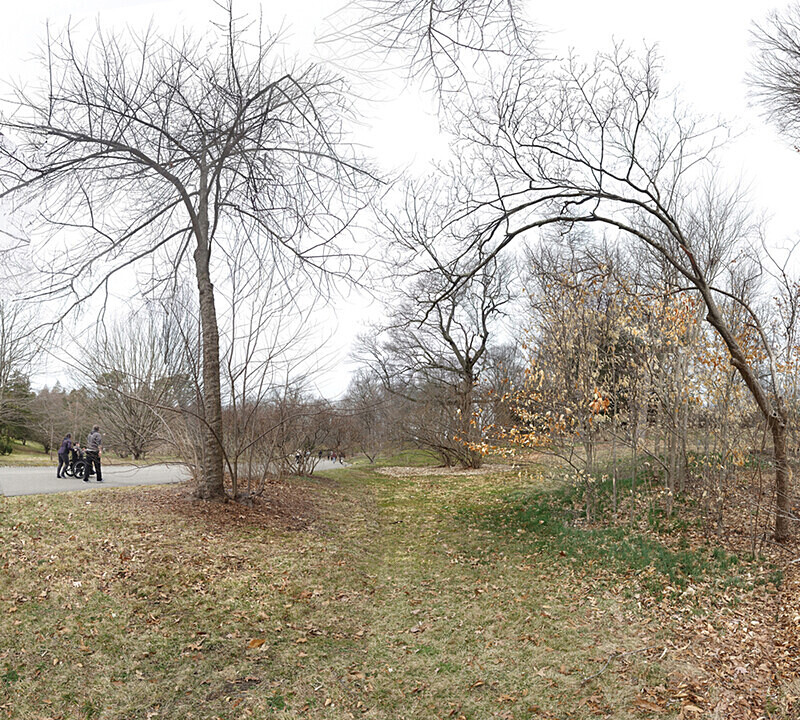 March 2020 - Arnold Arboretum - Title: Looking for Spring - New England Woods