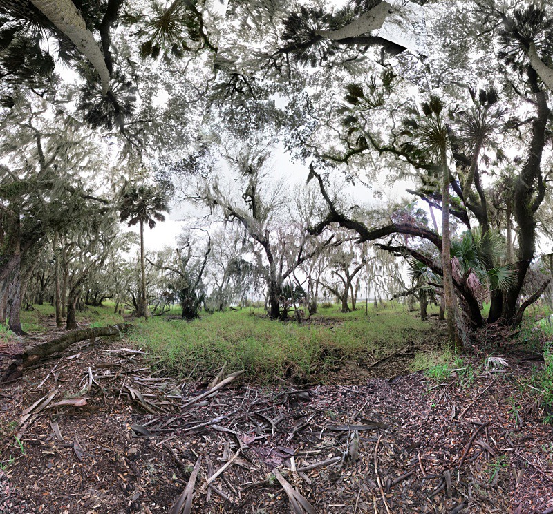 Along the Myakka River, Sarasota - Florida