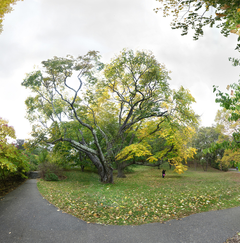 October 2019 - Arnold Arboretum Boston - Title:  Enchanted Garden - New England Woods