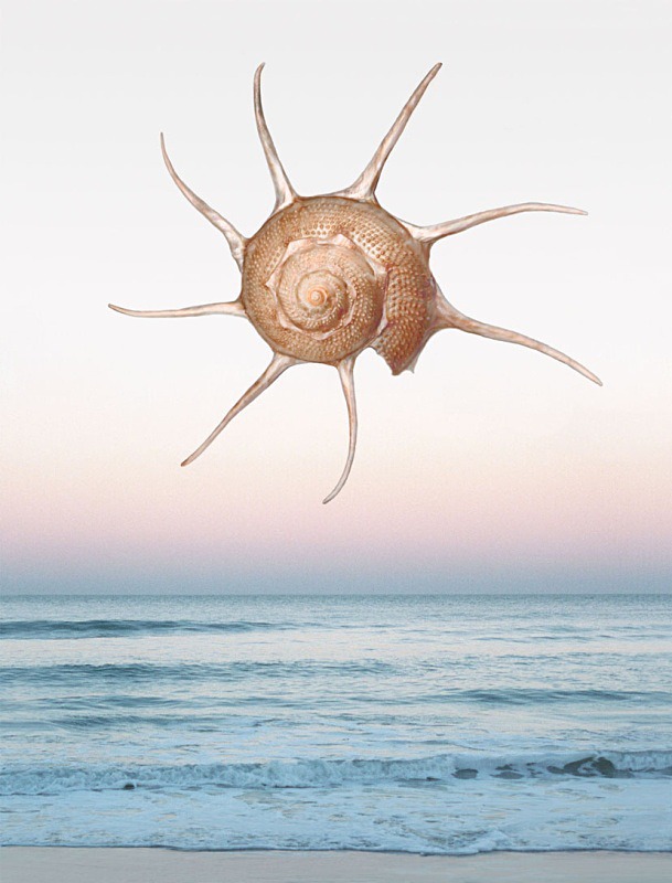 Venus - Ocean Shell