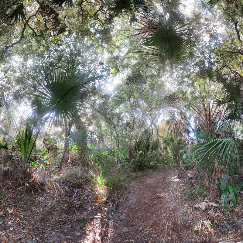 Palm walk (Nokomis, Florida) - Florida