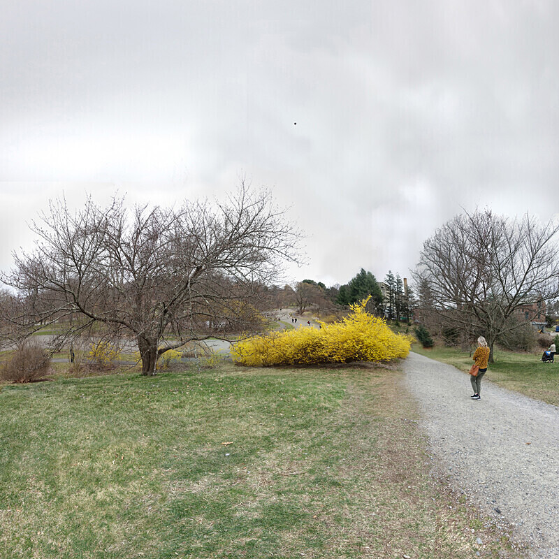 April 2020 - Arnold Arboretum - Title: Pilgrimage to Yellow - New England Woods