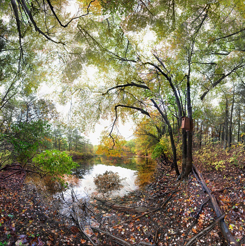 Wyman Meadow,  Walden - Walden and Cape Cod