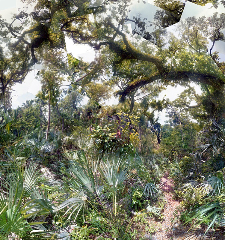 Old Growth - Florida