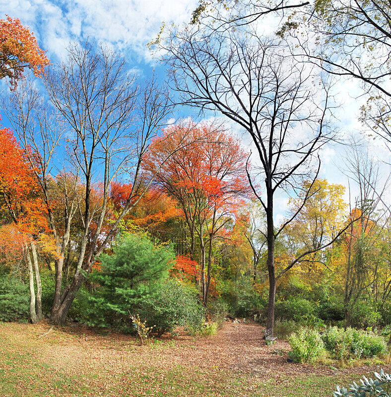 Lucky - Walpole, MA - New England Woods