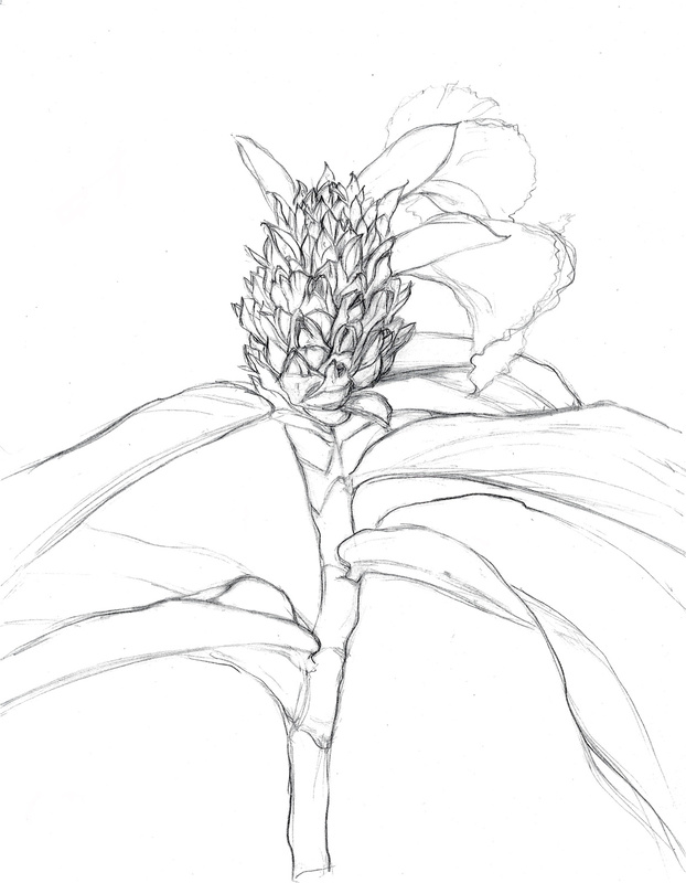 Ginger Flower, Big Island, Hawaii - Botanicals & variations