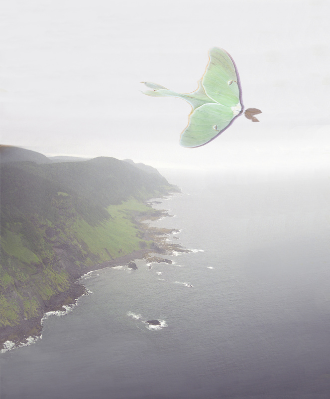 Luna moth at coast - Newfoundland - Botanicals & variations