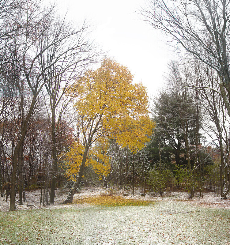 Red, Yellow, Green - Walpole, MA - New England Woods