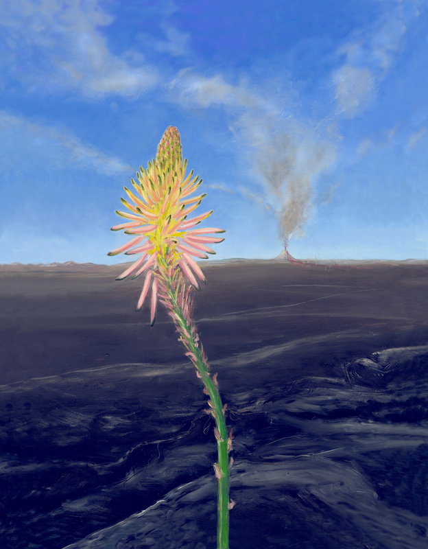 Torch Lily - Botanicals & variations