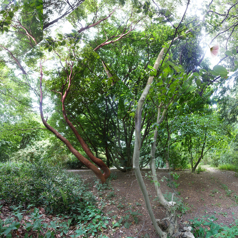 August 2020 -  Title:  Private Dance - New England Woods