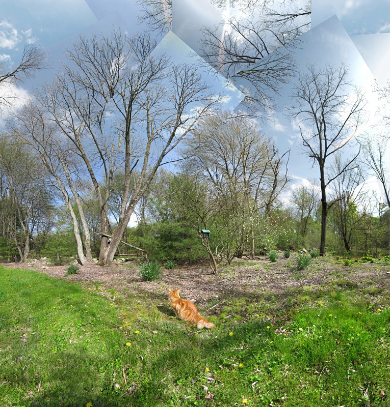 Charlie at home - New England Woods