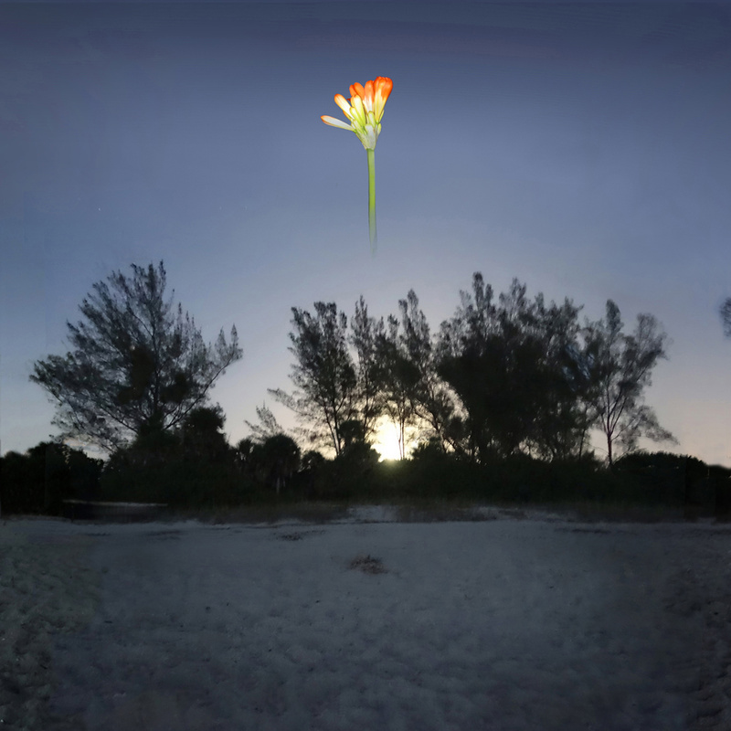 In the night - Botanicals & variations