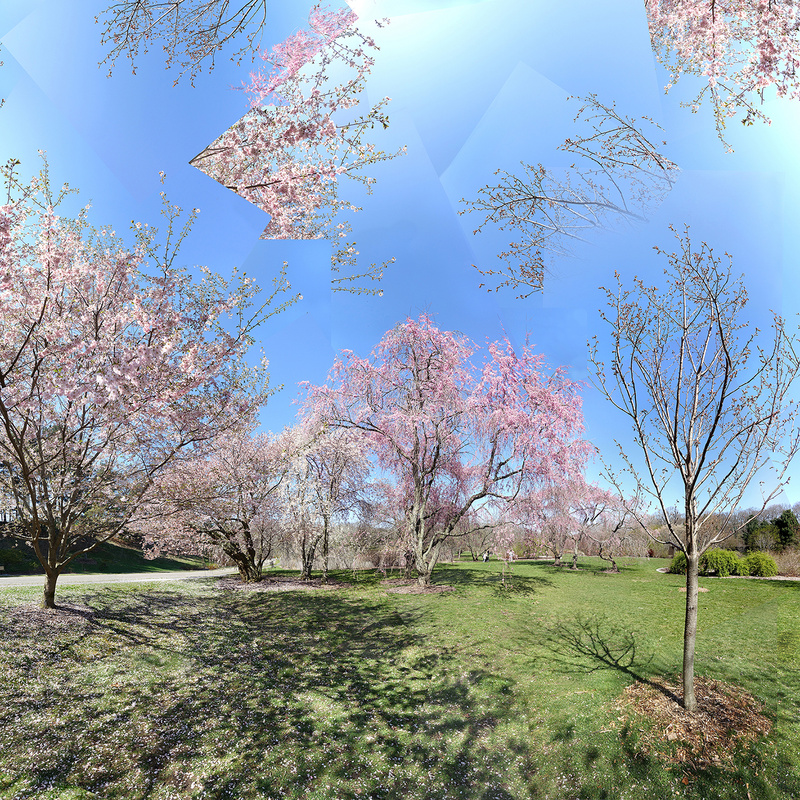 April 2020 - Arnold Arboretum -Title:  Sweeter Thoughts - New England Woods